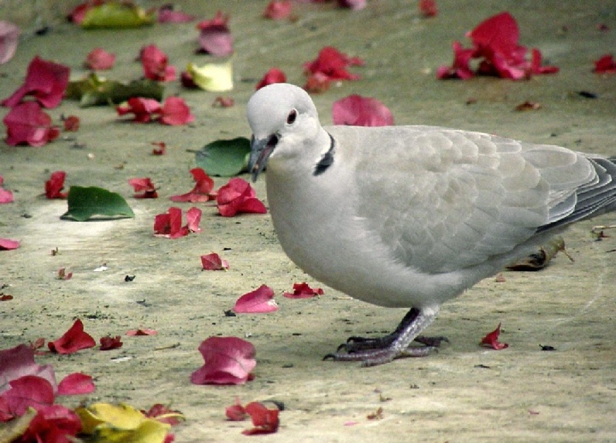 Eurasian Collared Dove