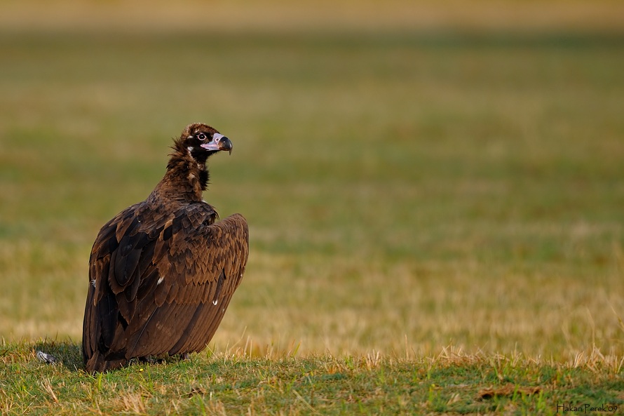 Cinereous Vulture