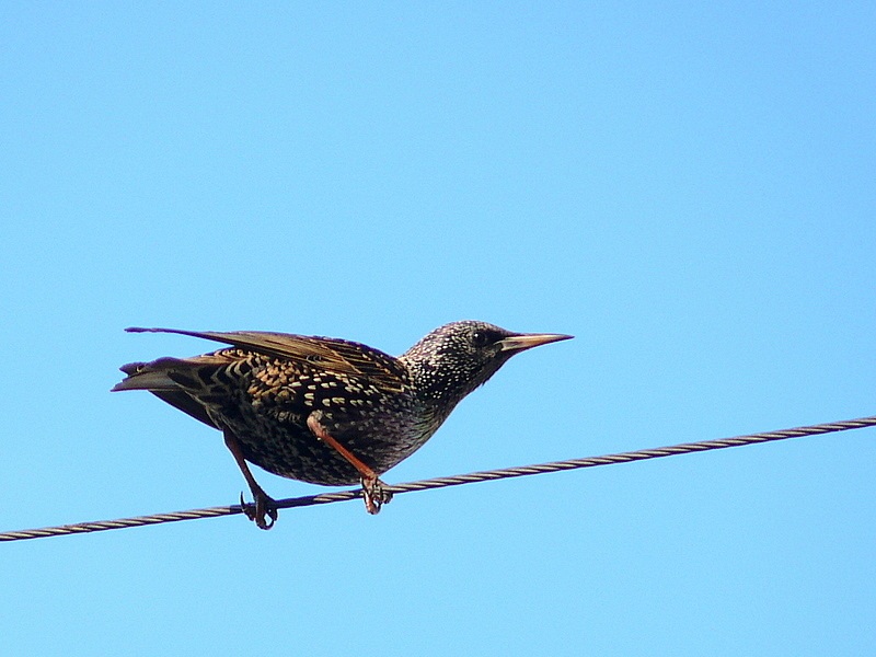 Common Starling