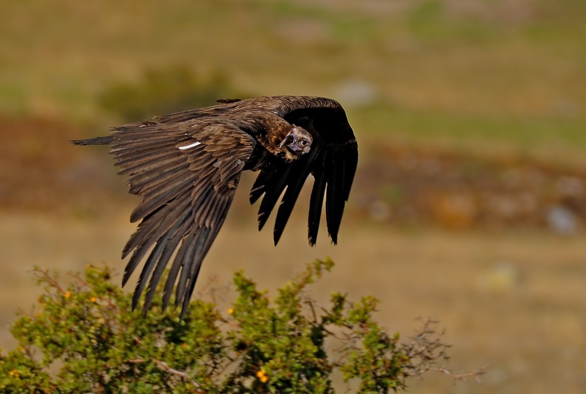 Cinereous Vulture