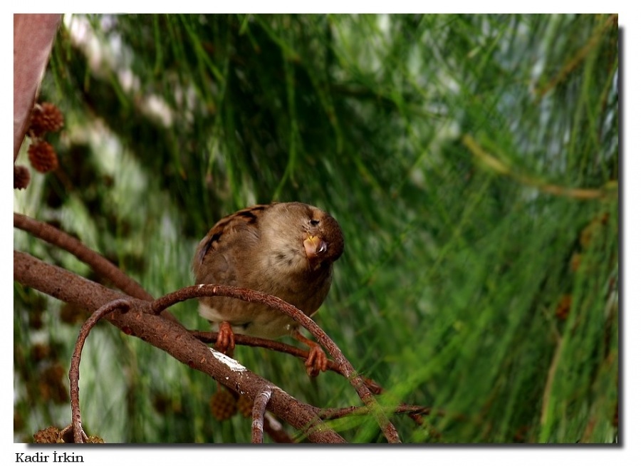 House Sparrow