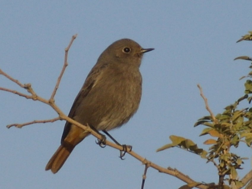 Black Redstart