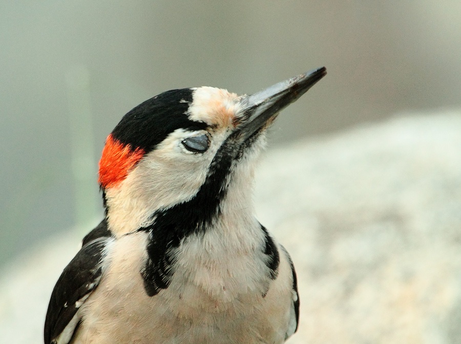 Syrian Woodpecker