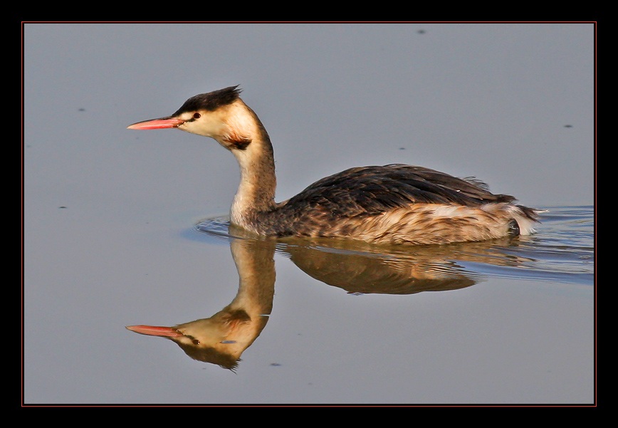 Great Crested Grebe