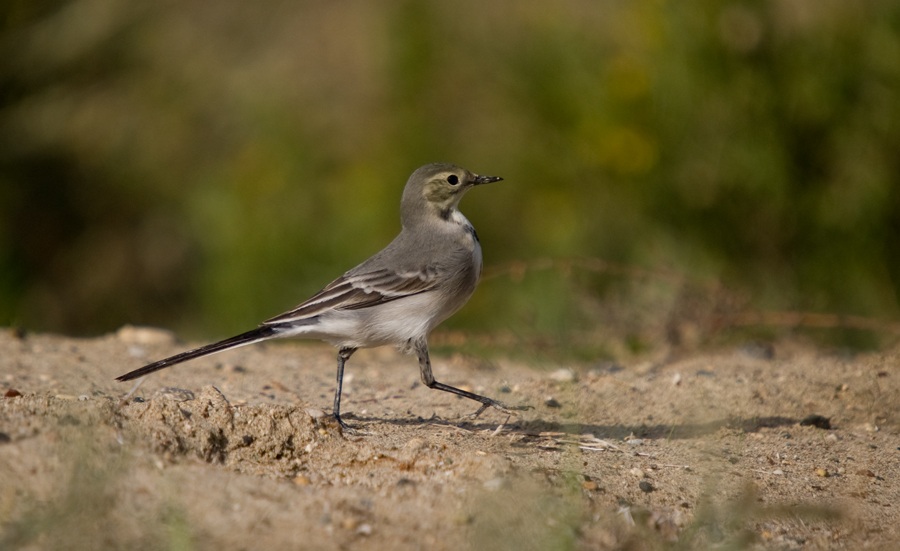 White Wagtail