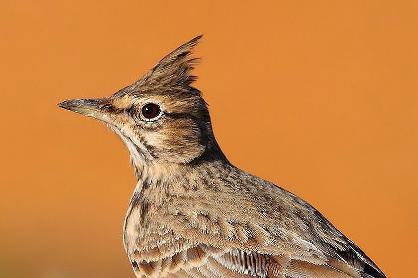 Crested Lark