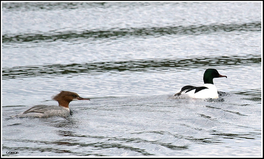 Common Merganser