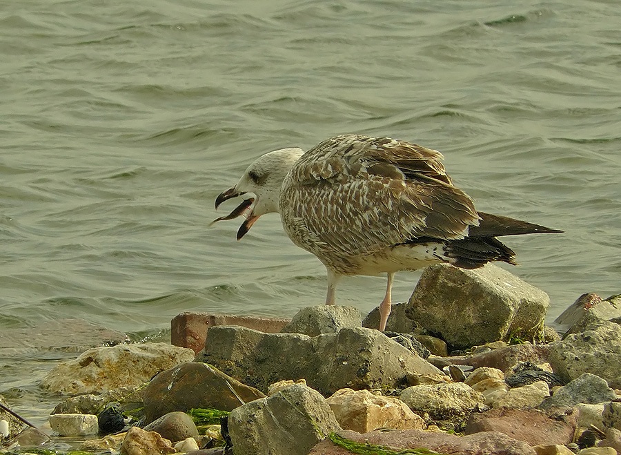 Yellow-legged Gull