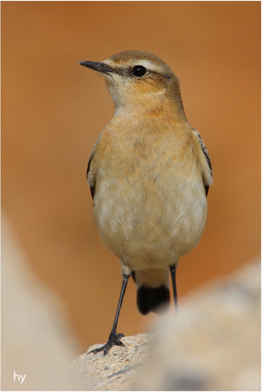 Northern Wheatear