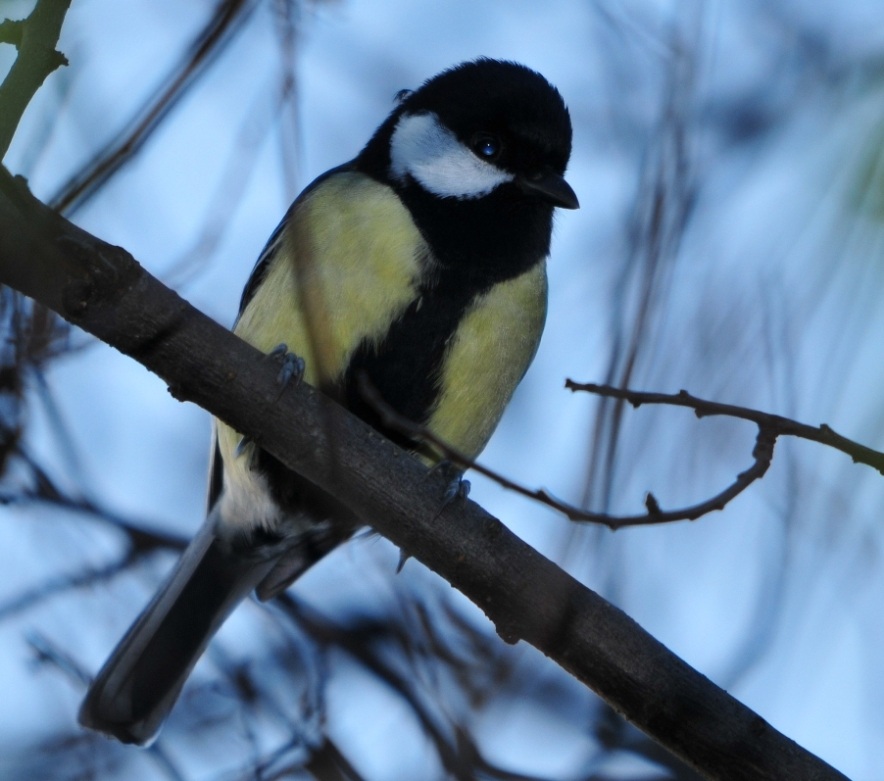 Great Tit