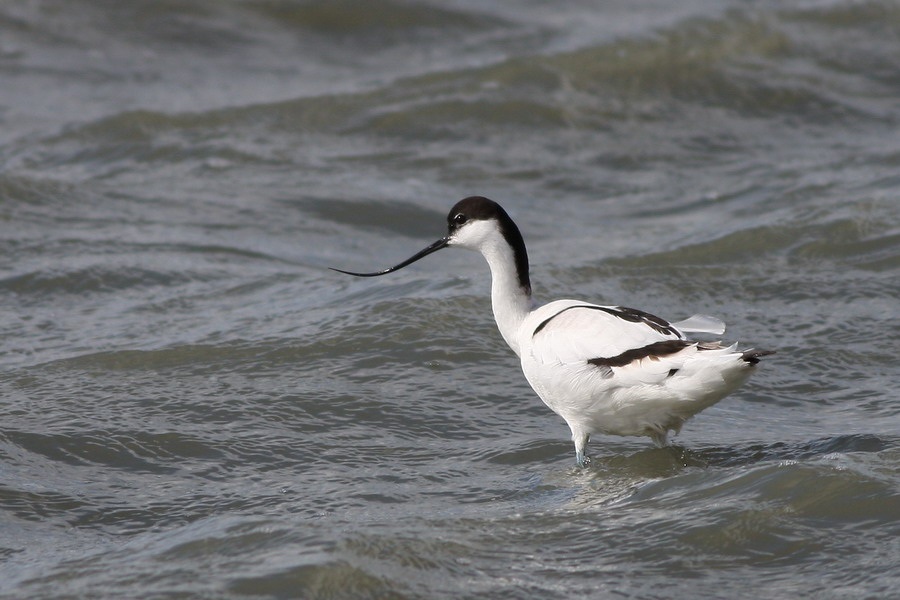Pied Avocet