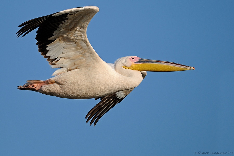 Great White Pelican