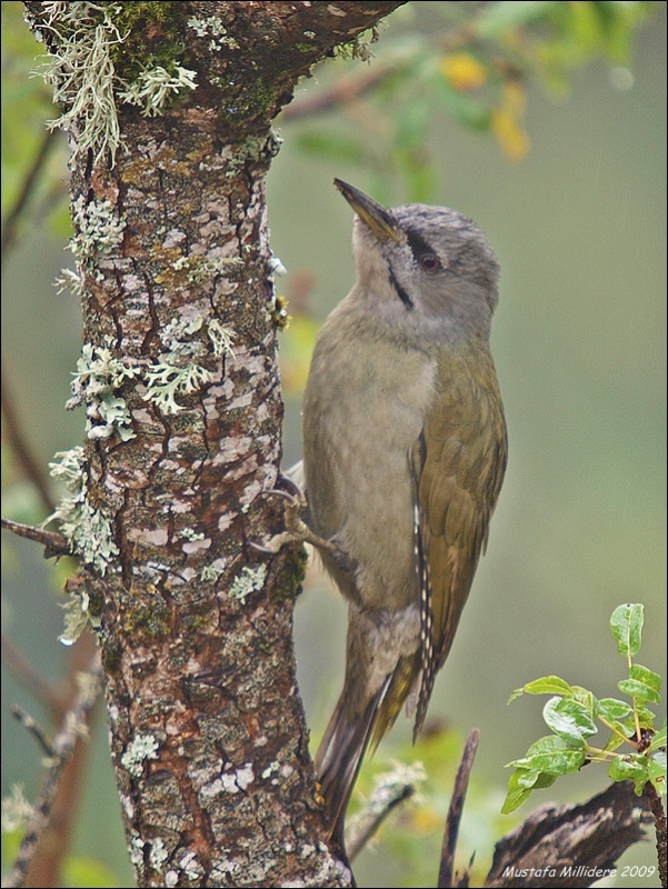 Grey-headed Woodpecker