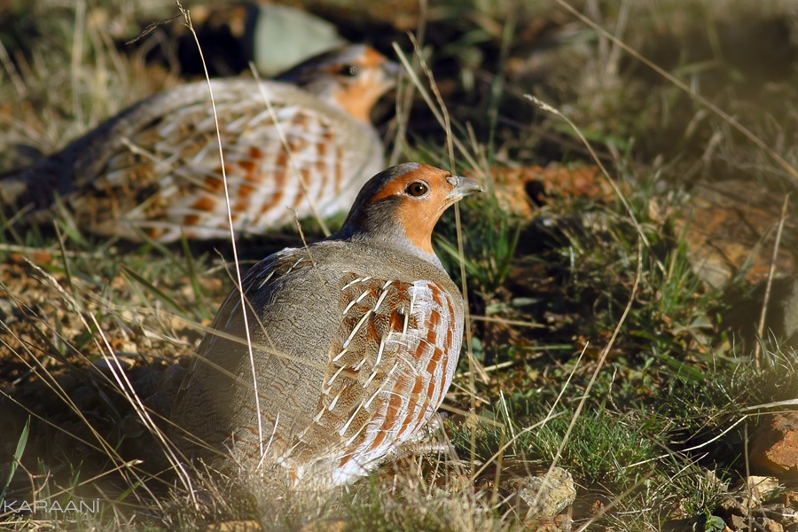 Grey Partridge