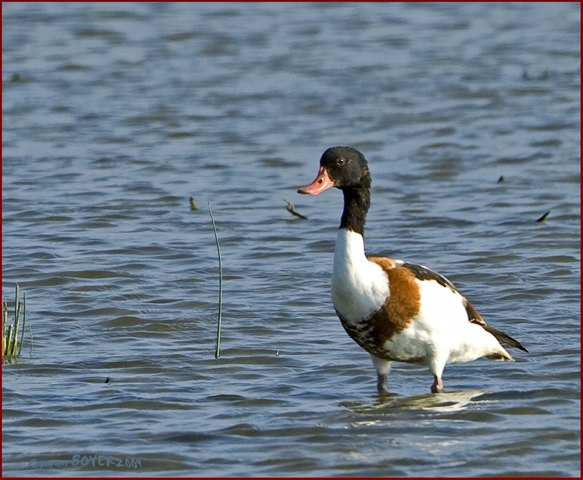 Common Shelduck