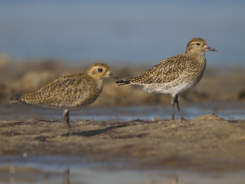 European Golden Plover