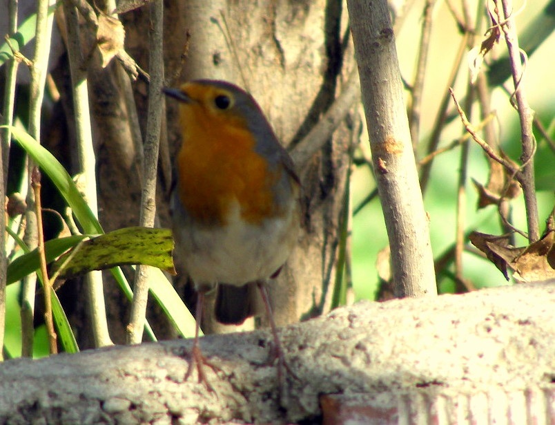 European Robin