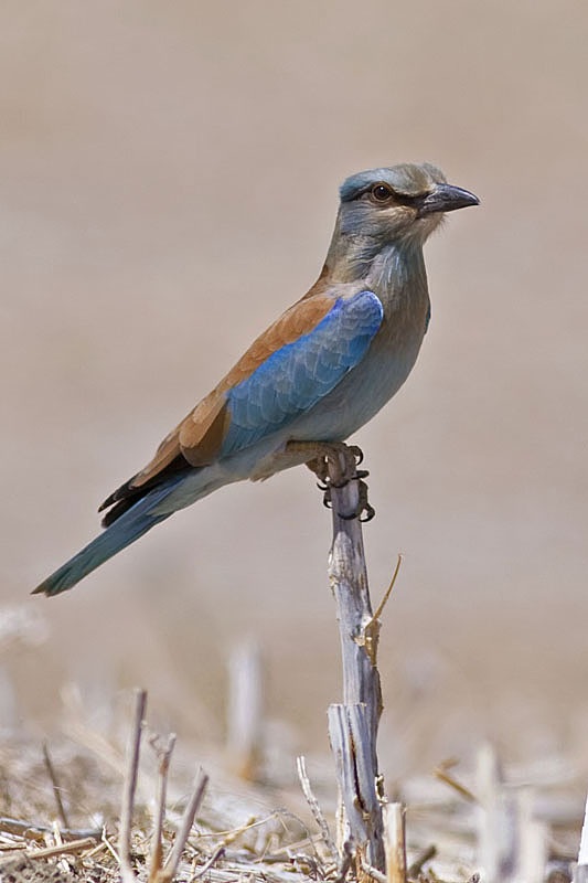 European Roller