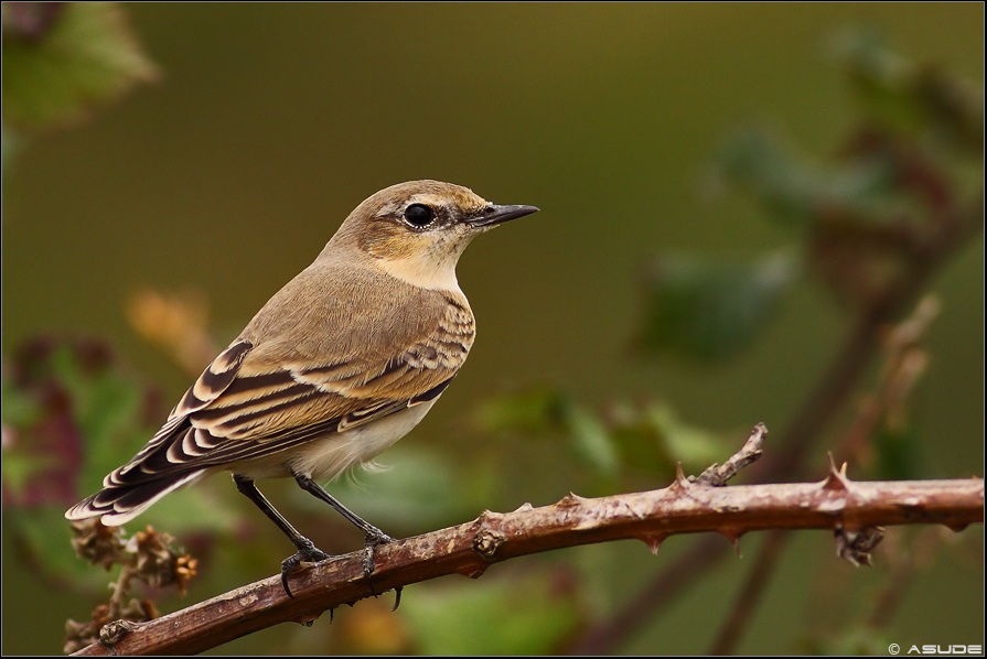 Northern Wheatear