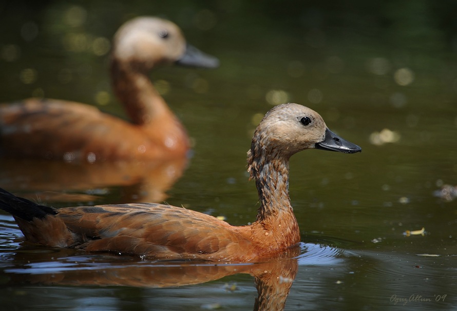 Ruddy Shelduck