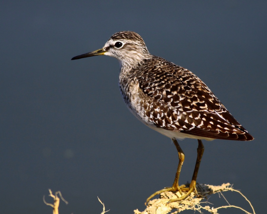 Wood Sandpiper