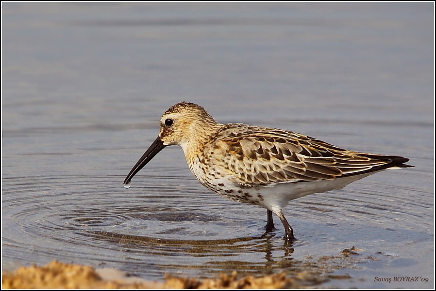 Dunlin