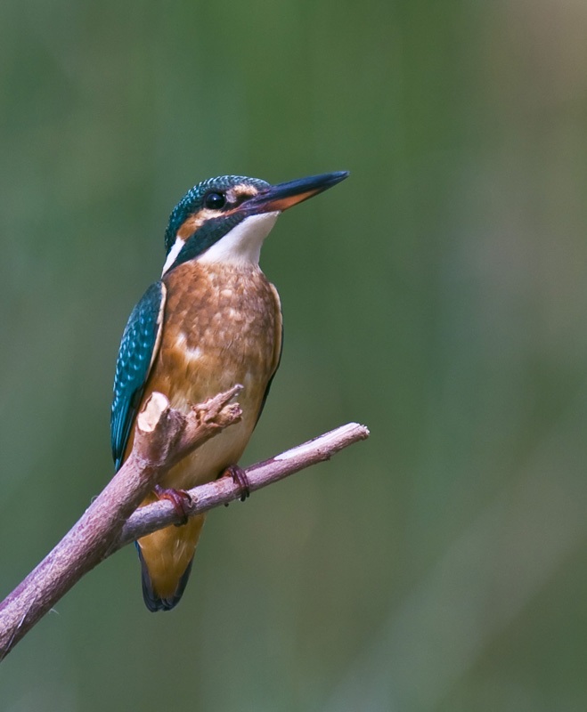 Common Kingfisher