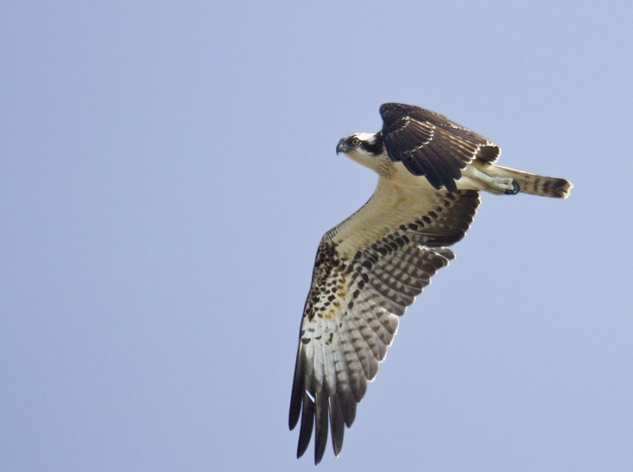 Osprey