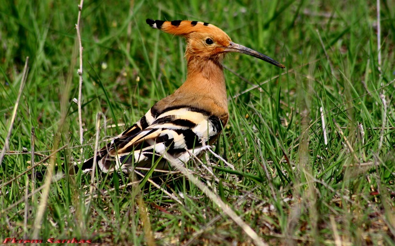 Common Hoopoe