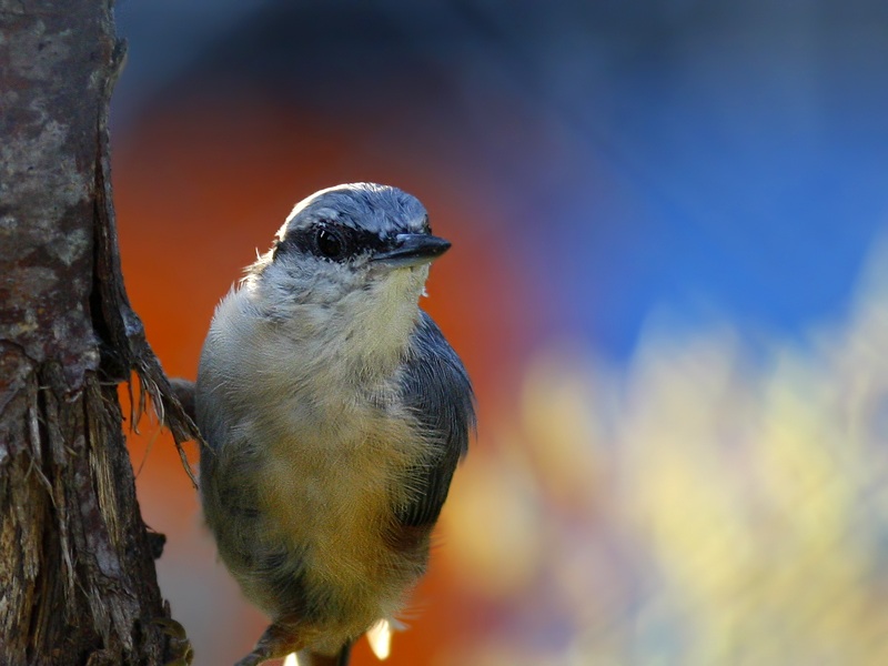 Eurasian Nuthatch