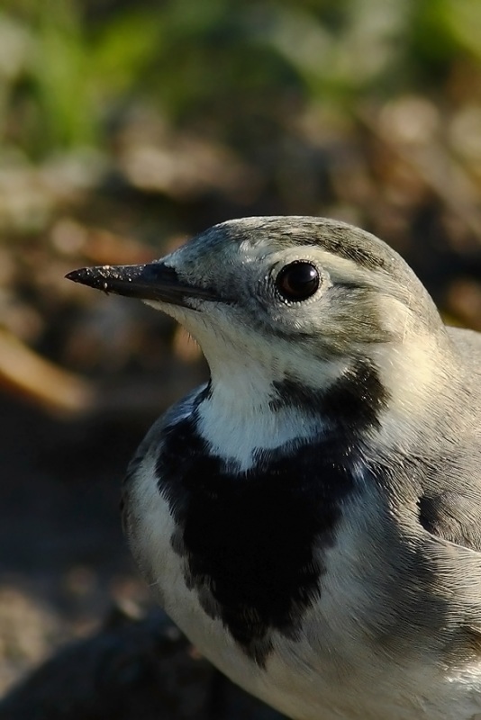 White Wagtail
