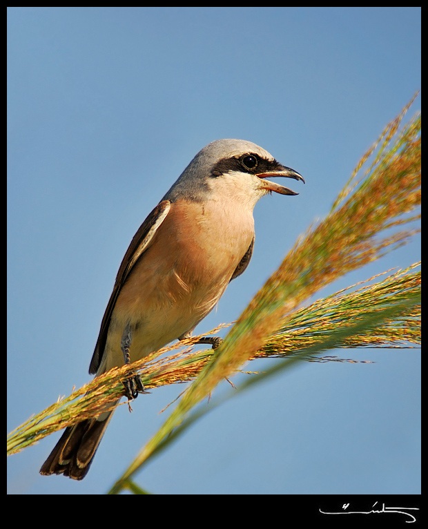 Red-backed Shrike