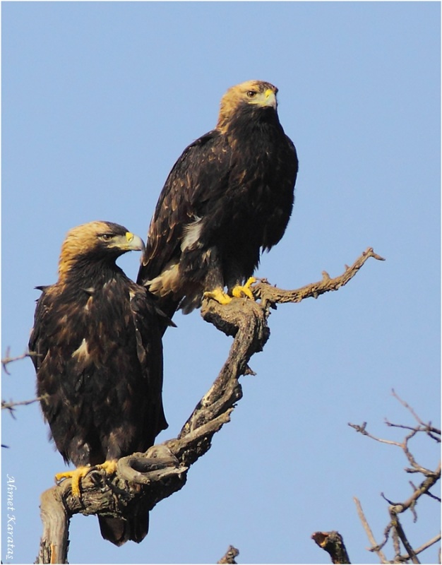 Eastern Imperial Eagle