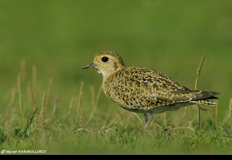 European Golden Plover