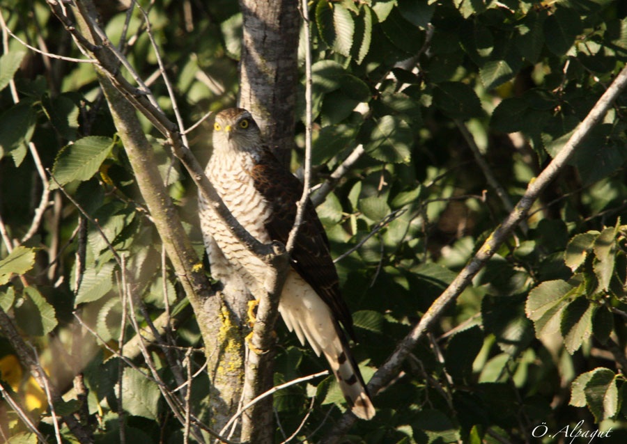 Eurasian Sparrowhawk