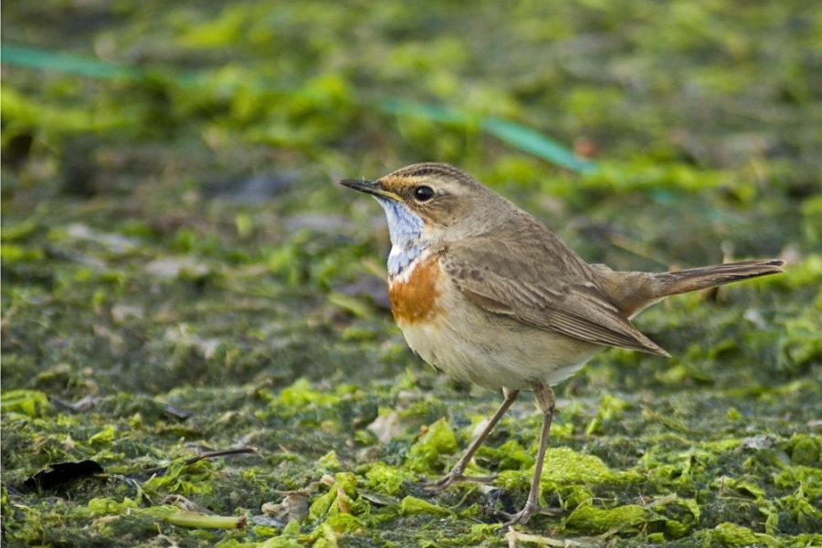 Bluethroat