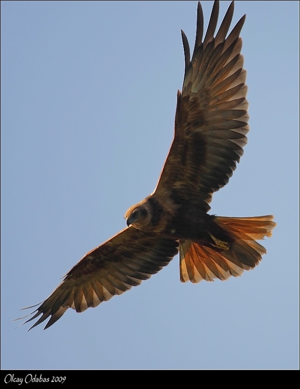 Western Marsh Harrier