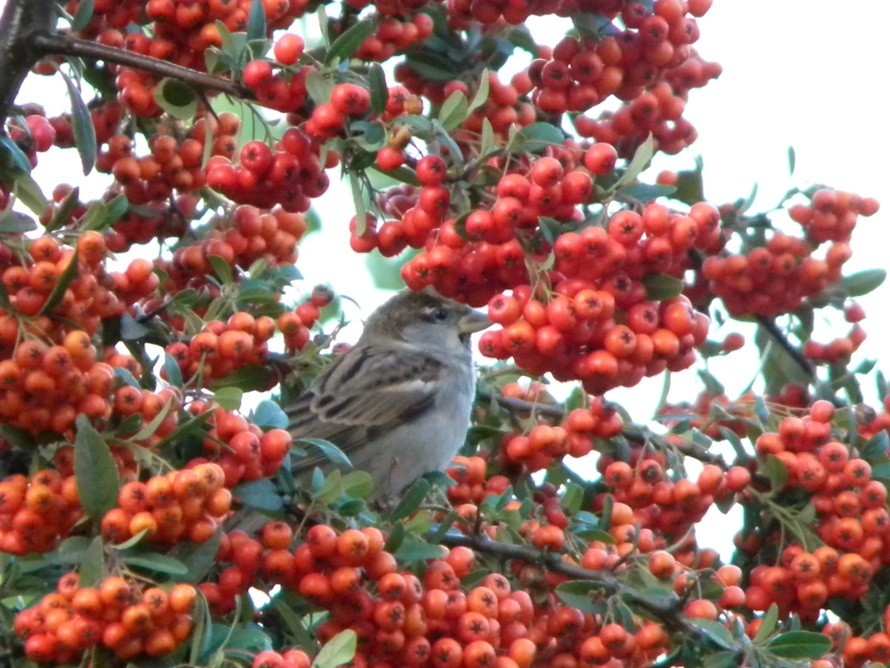 House Sparrow