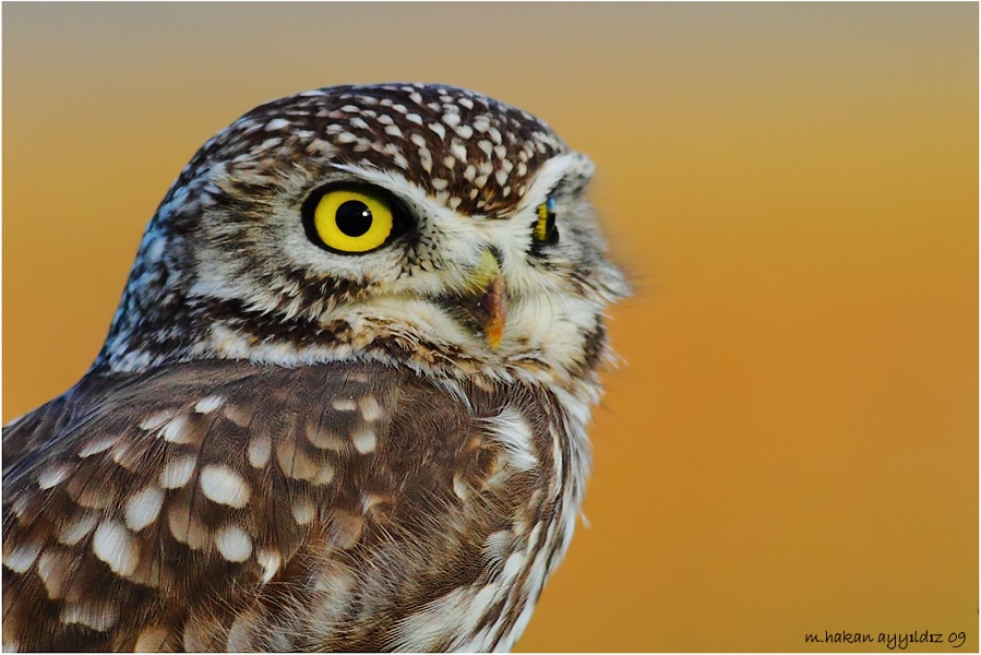 Little Owl