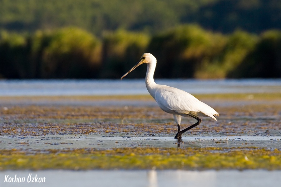 Eurasian Spoonbill