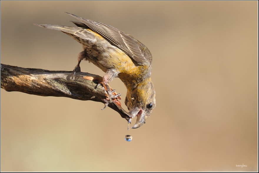 Red Crossbill