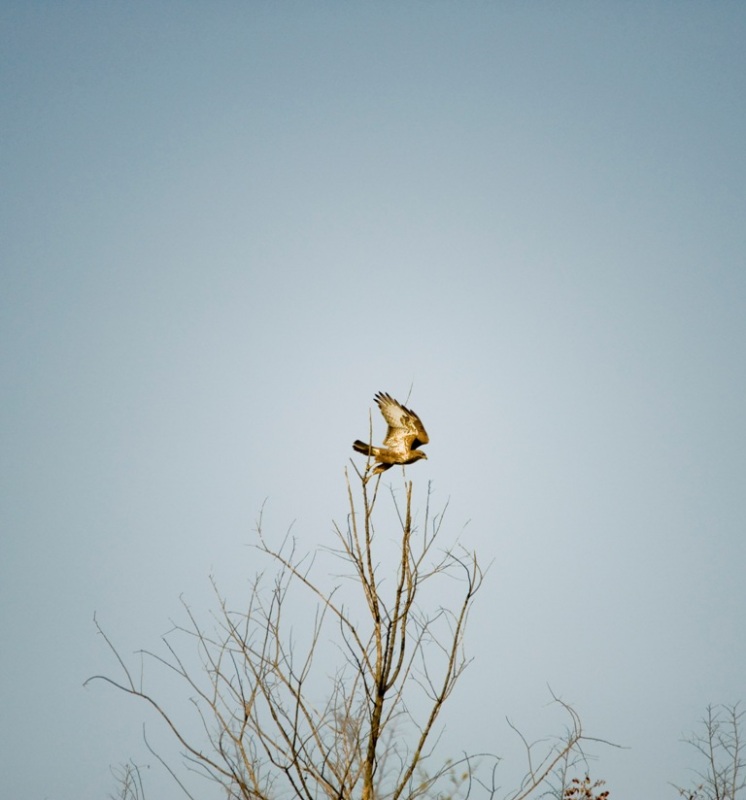 Common Buzzard