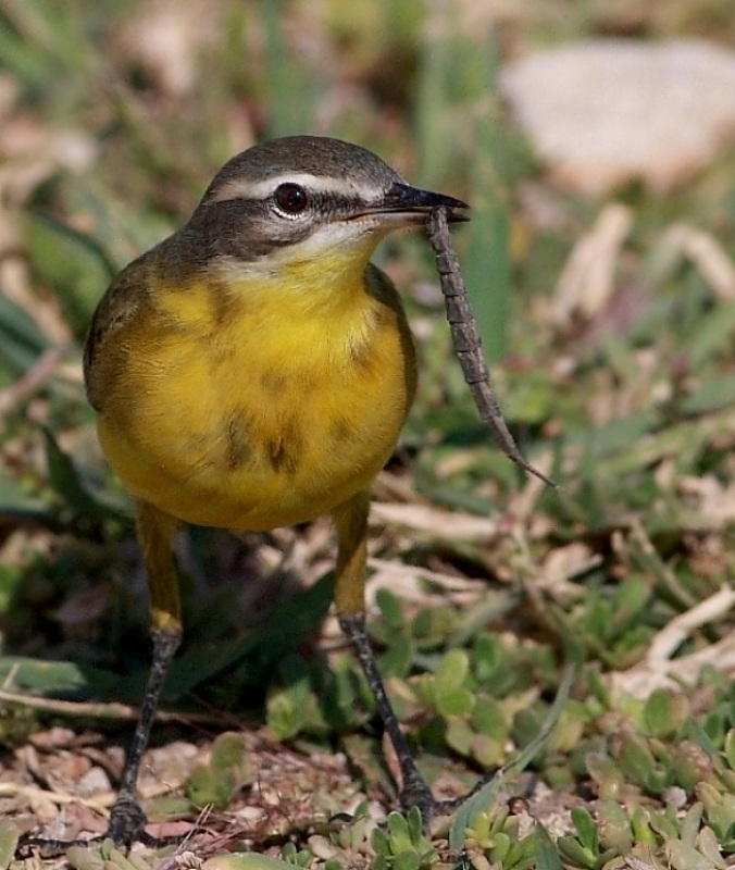Western Yellow Wagtail