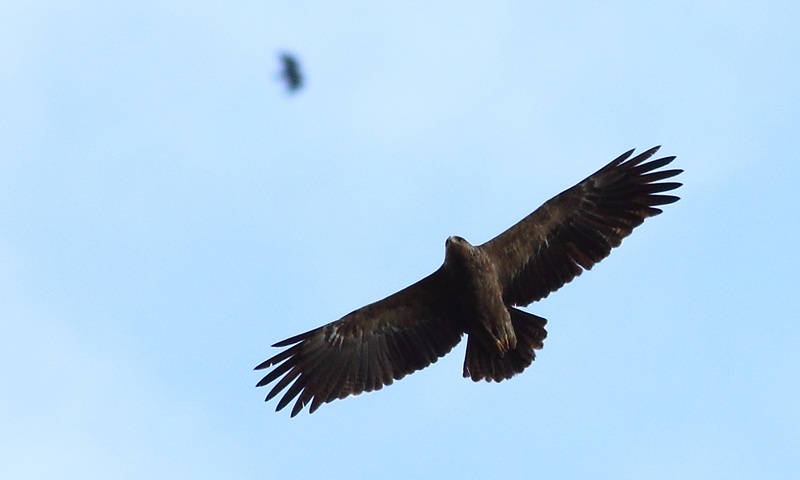 Lesser Spotted Eagle