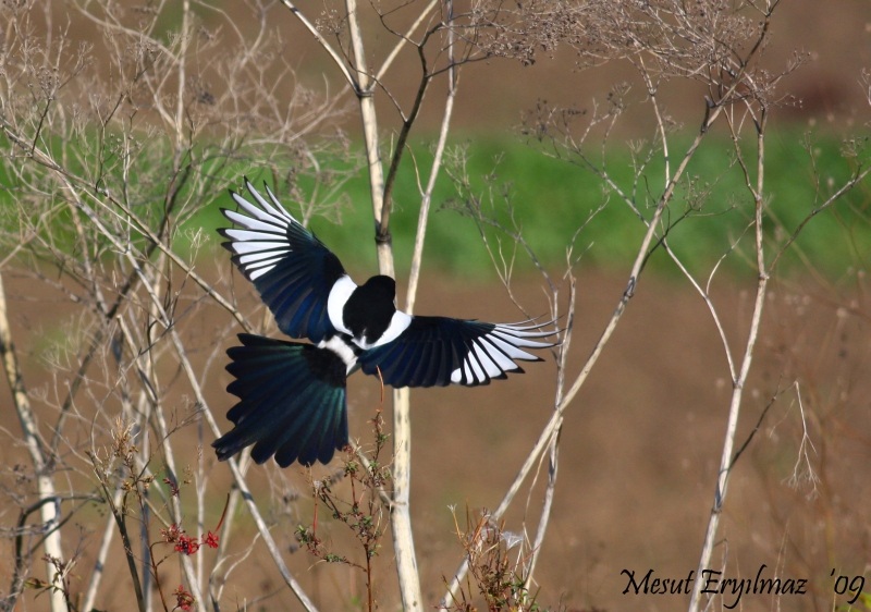 Eurasian Magpie