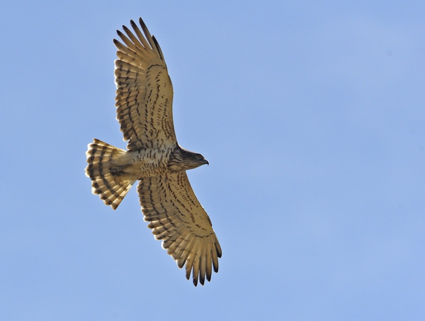 Short-toed Snake Eagle