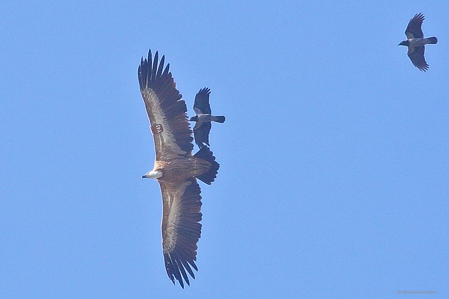 Griffon Vulture