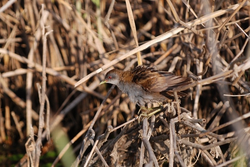 Little Crake