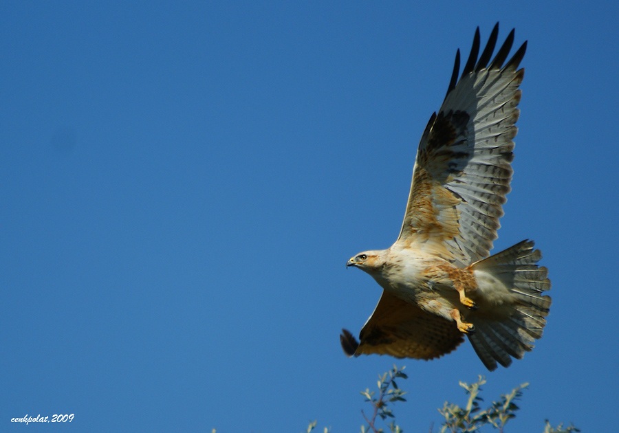Long-legged Buzzard