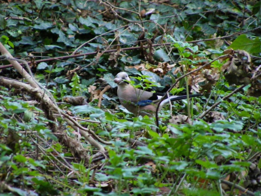 Eurasian Jay